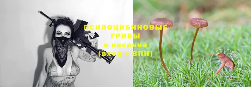 Галлюциногенные грибы Psilocybe  Дрезна 